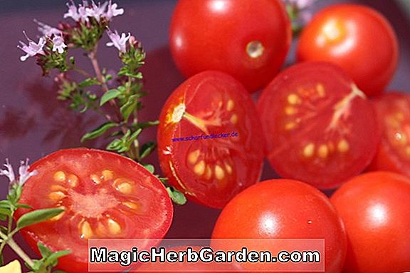Wachsende Tomatensamen