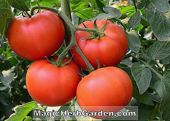 Heirloom Tomaten Anbau Informationen