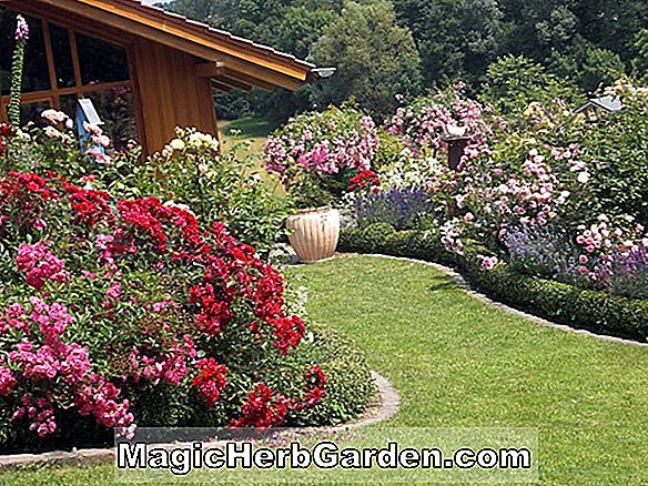 Design des Gartens: Mehrjährige Ecke Garten Design für den Hausgarten, Landschaftsgestaltung