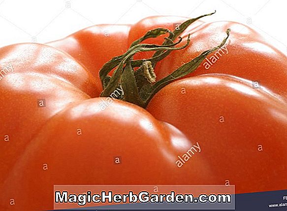 Tomaten-Avocado-Salat - Erbstück Tomate