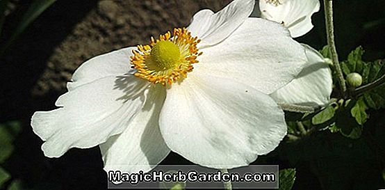 Anemone - Japanische Windblume, Staudenführer zum Pflanzen von Blumen