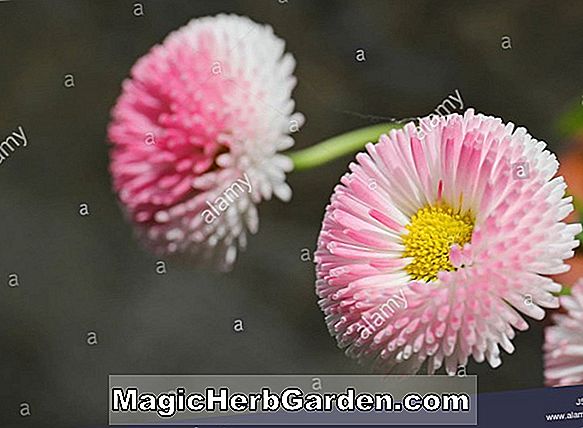 Bellis - Englisch Daisy, Herb Margaret, Staudenführer zum Pflanzen von Blumen