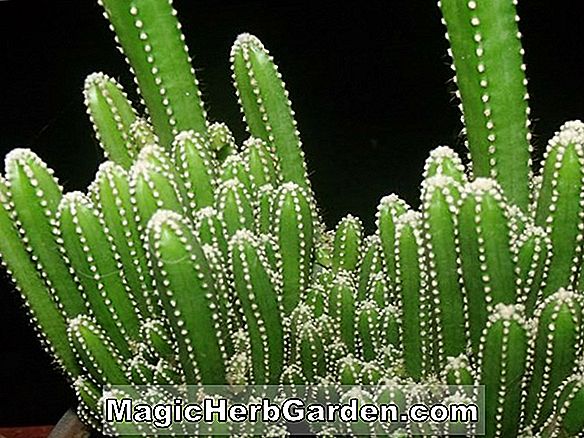 Gartenthemen: Kaktus, Hardy - Opuntie, Echinocactus, Staudenführer zum Pflanzen von Blumen