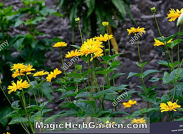 Heliopsis - Orange Sunflower, Staudenführer zum Pflanzen von Blumen