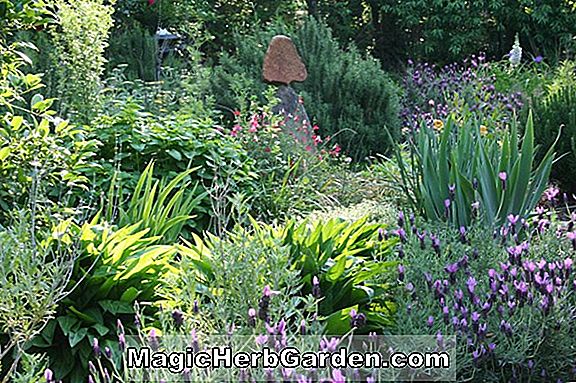 Gartenthemen: Herb Gardening - gemeinsame Namen mit E