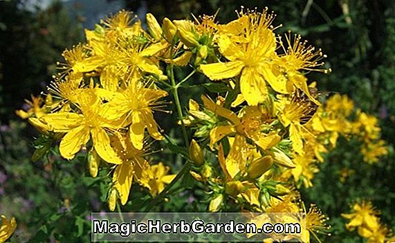 Hypericum - Johanniskraut, Staudenführer zum Pflanzen von Blumen