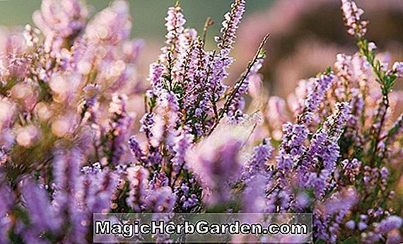 Pflanzenpflege für Lobelia, Annual Flower Information