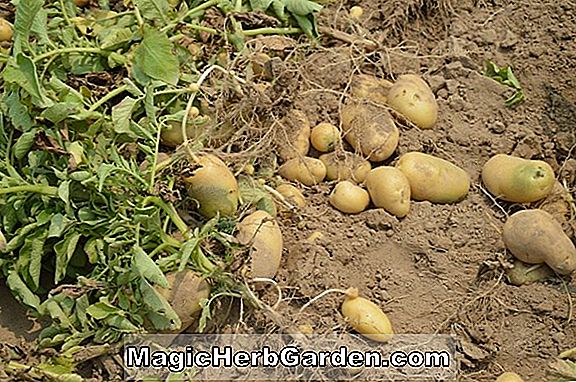 Gartenthemen: Potato - Anleitung zum Pflanzen und Wachsen dieses Gemüses