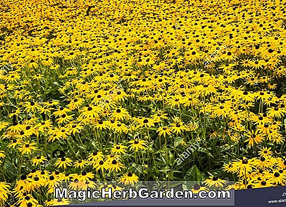 Rudbeckia - Kegel-Blume, goldenes Glühen, Black Eyed Susan, mehrjährige Anleitung zum Pflanzen von Blumen