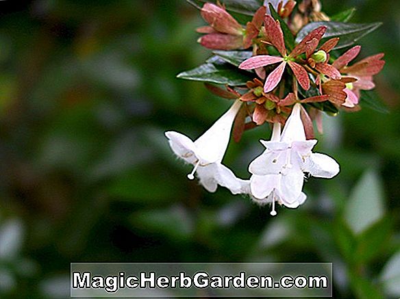 Abelia grandiflora (CommonName nem áll rendelkezésre)