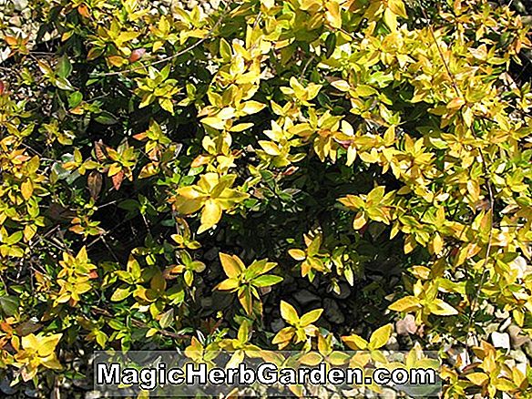 Rhododendron kaempferi (Feuerball Kaempferi Hybride Azalee) - #2