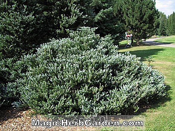 Abies koreana (Horstmanns Silberlocke Koreanische Tanne)