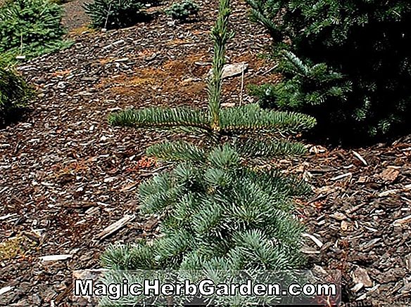 Abies magnifica (Rote Tanne)