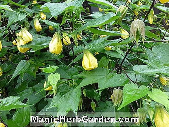 Abutilon hybridum (Chinesische Glockenblume)