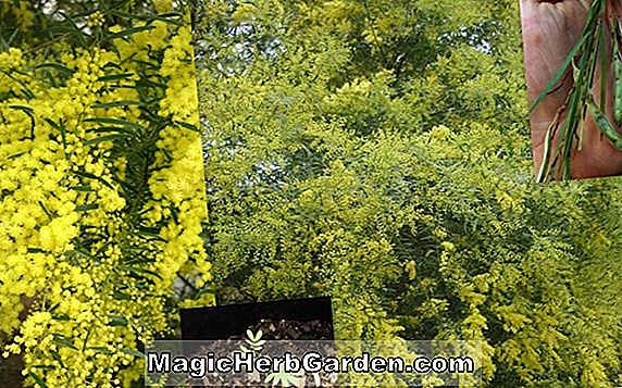 Acacia adunca (Wallangra Wattle)