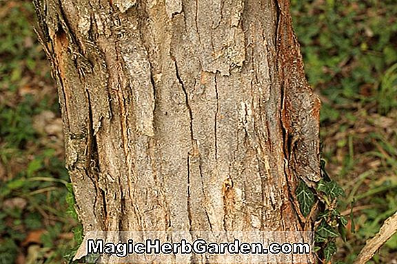 Acer buergerianum (Subintegrum Ahorn)