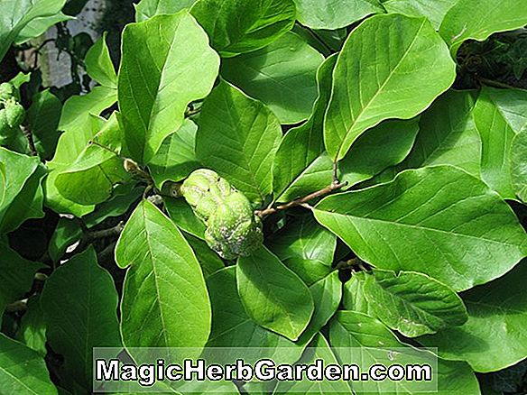 Plantes: Acer davidii (Madeline Spitta Maple)