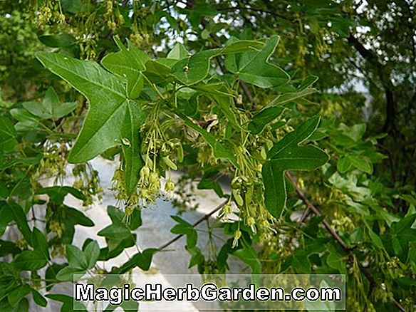Pflanzen: Acer monspessulanum (Montpellier-Ahorn)