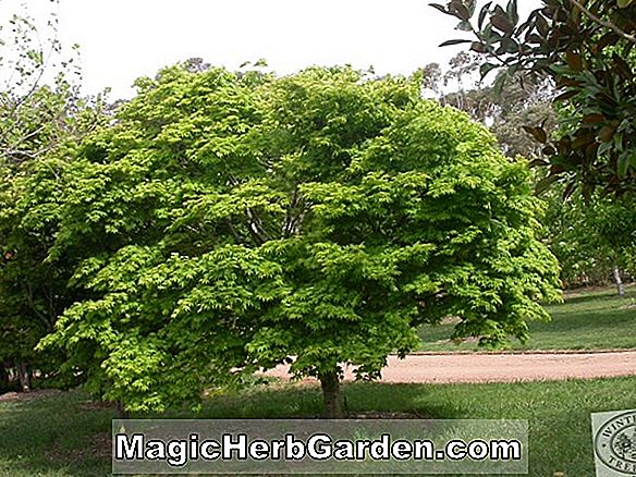 Acer palmatum (Japanischer Ahorn Sangu Kaku)