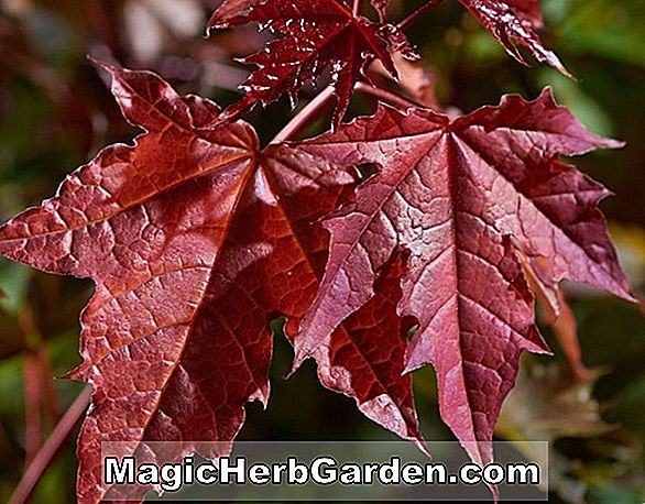 Pflanzen: Acer platanoides (Crimson Sentry Spitzahorn)