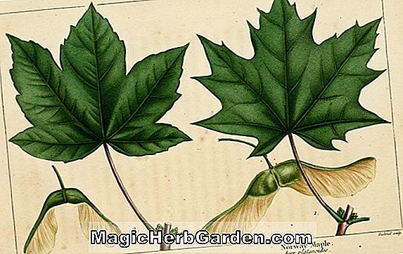 Növények: Acer platanoides (Fassen's Black Norway Maple)