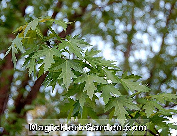 Pflanzen: Acer saccharinum (Pyramidale Silberahorn)