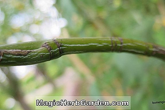 Pflanzen: Acer tegmentosum (Ahorn)