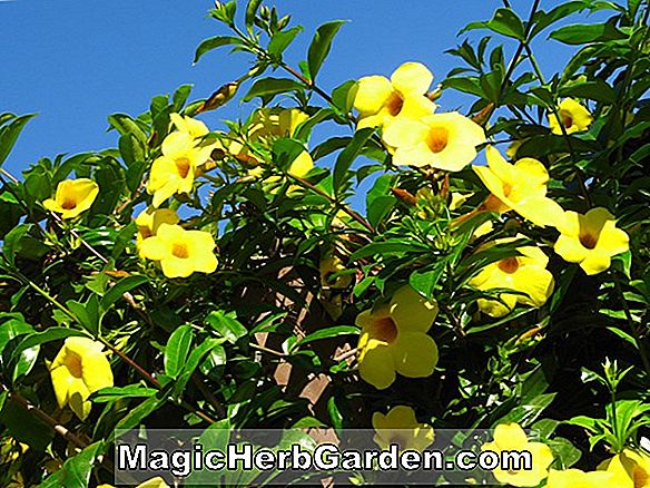 Allamanda cathartica (Kompakte Allamanda)