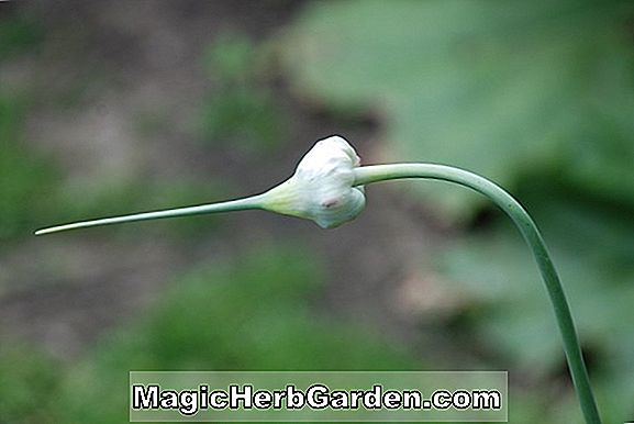 Allium sativum (Knoblauch)