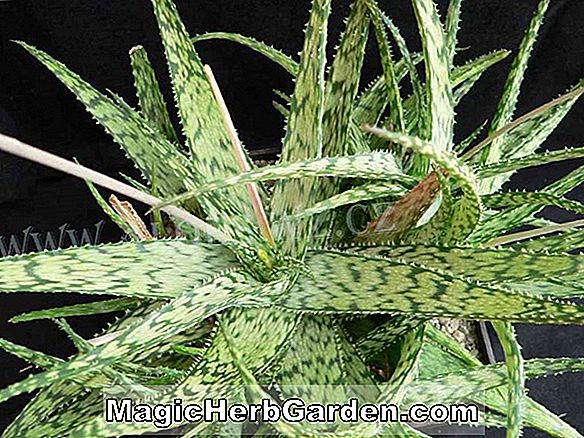 Növények: Aloe rauhii (hópehely aloe)