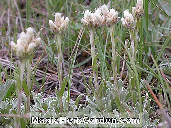 Pflanzen: Antennaria dioica (Rosea Katzenohren)