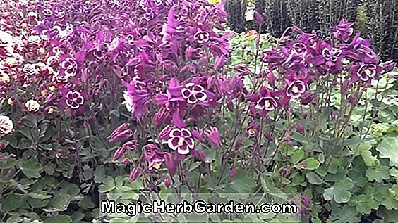 Aquilegia (Musik Columbine)