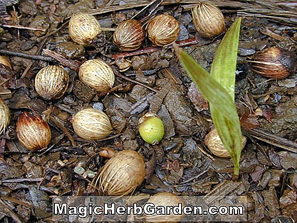 Archontophoenix alexandrae (Nördliche Bangalow Palme)