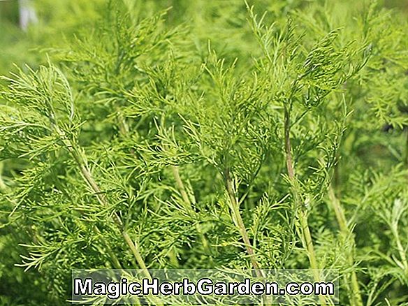 Artemisia abrotanum (l'amour des garçons)