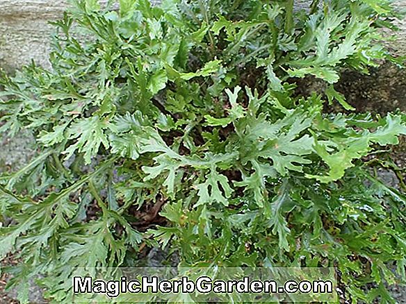 Asplenium scolopendrium (Marginatum Harts Zungenfarn)