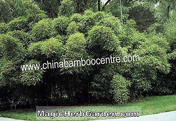 Bashania fargesii (Bambus)