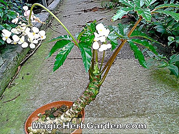 Begonia bowerae var (Begonie bowerae Varietät nigramarga)
