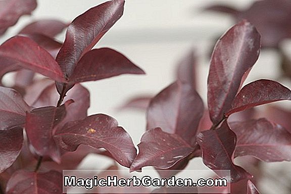Pflanzen: Begonie capensis (Begonie capensis) - #2
