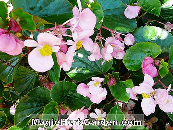 Begonia Dwarf Indian Maid (Zwerg indische Maid Begonia)