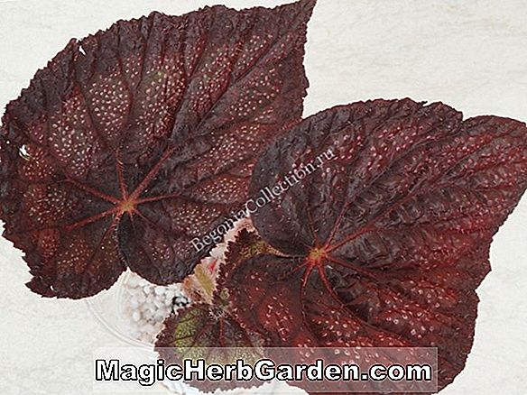 Begonia exotica hort. (Exotica Begonia) - #2