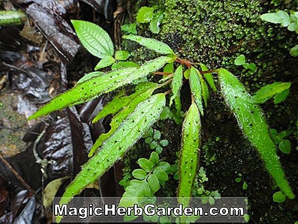 Begonie ferruginea (Ferruginea Begonia)
