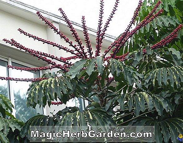 Begonia salicifolia (Salicifolia Begonie) - #2
