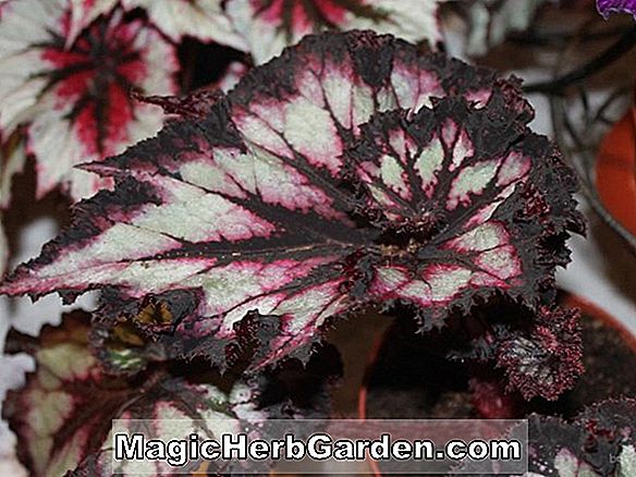 Begonia Silver Curl (bégonia argenté) - #2