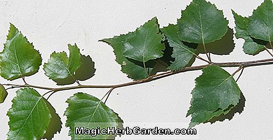 Betula populifolia (régi mező nyír)
