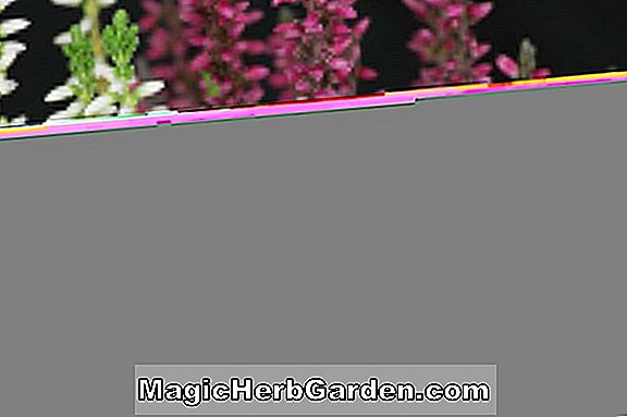 Calluna vulgaris (Dark Star Heather) - #2