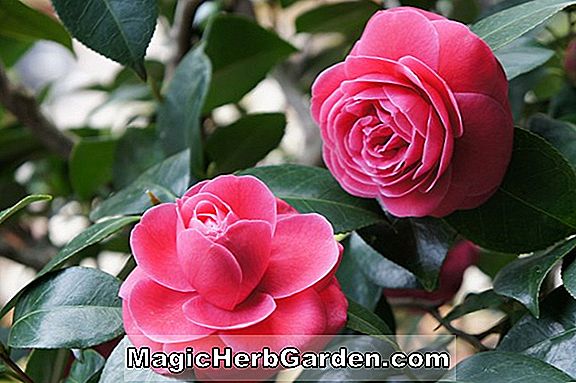 Kamelie (Brigadoon Camellia)