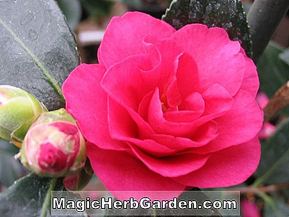 Camellia hiemalis (Dazzler-Kamelie) - #2