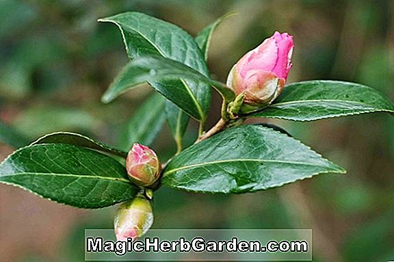 Kamelie japonica (Barbara Woodroof Camellia) - #2
