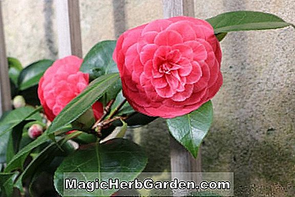 Camellia japonica (Blut der China-Kamelie) - #2