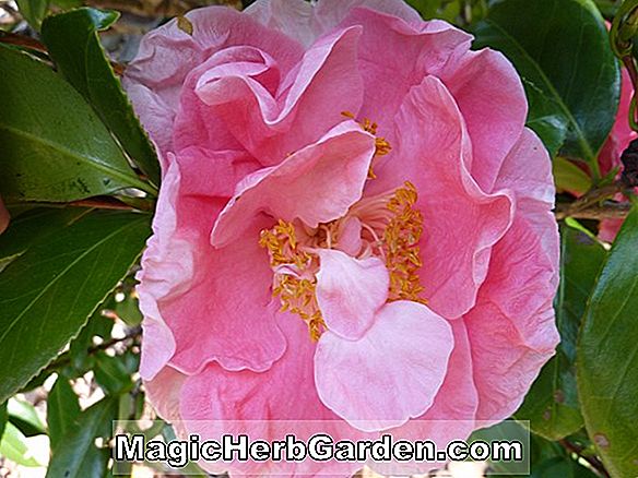 Camellia japonica (Carters Sunburst Regular Camellia) - #2
